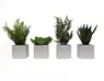 Lot de 4 mini plantes en pots carrés