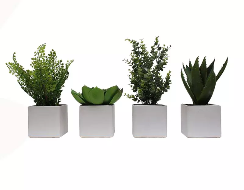 Lot de 4 mini plantes en pots carrés