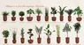 Plantes en pot Ficonstone marron